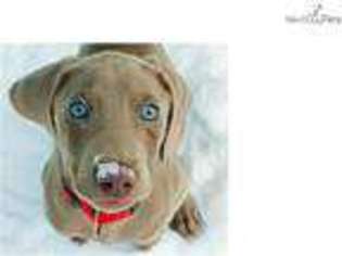 Weimaraner Puppy for sale in Bloomington, IN, USA