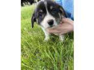 Pembroke Welsh Corgi Puppy for sale in Deer Grove, IL, USA