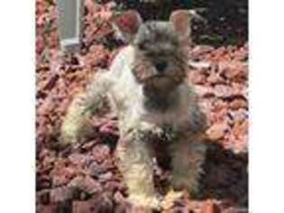 Mutt Puppy for sale in Homosassa, FL, USA