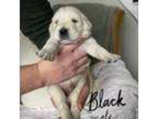 Mutt Puppy for sale in Walton, KY, USA