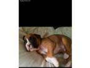 Boxer Puppy for sale in Mchenry, IL, USA