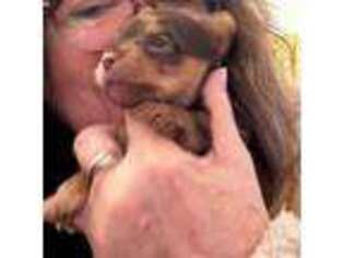 Yorkshire Terrier Puppy for sale in North Judson, IN, USA