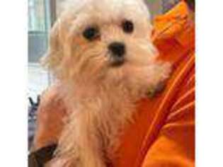 Maltese Puppy for sale in Georgetown, IN, USA