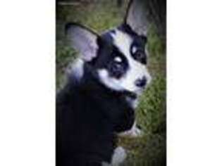 Pembroke Welsh Corgi Puppy for sale in Goodman, MO, USA