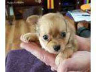 Chihuahua Puppy for sale in Williston, FL, USA