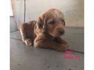 Labradoodle Puppy for sale in Plain City, OH, USA