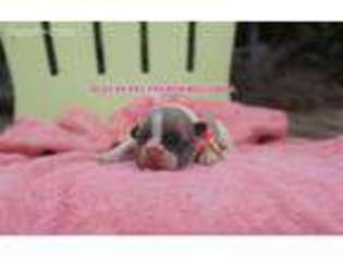 French Bulldog Puppy for sale in Blanco, TX, USA