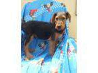 Airedale Terrier Puppy for sale in Lockhart, TX, USA