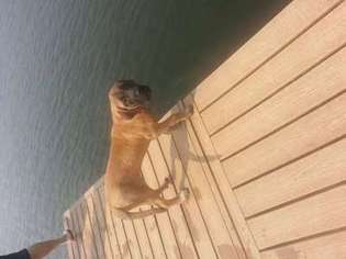 Mastiff Puppy for sale in Tumwater, WA, USA