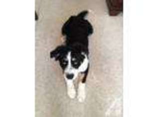 Border Collie Puppy for sale in PEARLAND, TX, USA