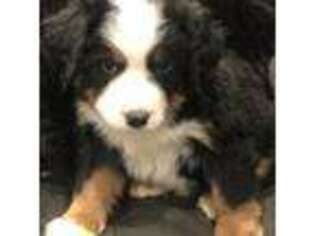 Bernese Mountain Dog Puppy for sale in Tompkinsville, KY, USA