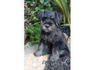 Mutt Puppy for sale in Stanton, KY, USA
