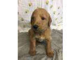 Labradoodle Puppy for sale in Bardstown, KY, USA