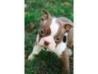 Boston Terrier Puppy for sale in Argos, IN, USA