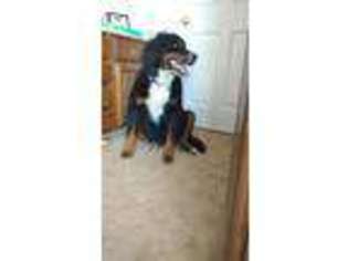 Bernese Mountain Dog Puppy for sale in Fruita, CO, USA