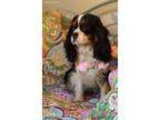 Cavalier King Charles Spaniel Puppy for sale in Palmyra, VA, USA