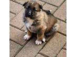German Shepherd Dog Puppy for sale in Putnam Valley, NY, USA