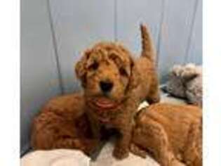Labradoodle Puppy for sale in Agawam, MA, USA