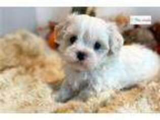 Mal-Shi Puppy for sale in Fort Worth, TX, USA
