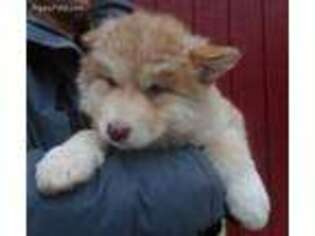 Alaskan Malamute Puppy for sale in Lowell, MI, USA