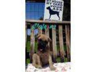 Cane Corso Puppy for sale in Lindsay, CA, USA