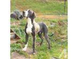 Great Dane Puppy for sale in LUCASVILLE, OH, USA