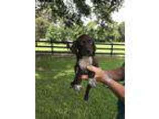 German Shorthaired Pointer Puppy for sale in Groveton, TX, USA