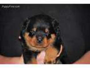 Rottweiler Puppy for sale in Strasburg, PA, USA
