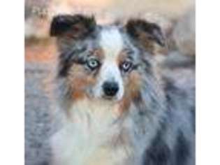 Australian Shepherd Puppy for sale in Delta, CO, USA