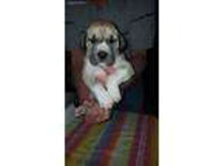 Great Dane Puppy for sale in Wharton, OH, USA