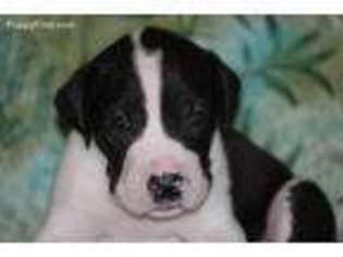 Great Dane Puppy for sale in Shapleigh, ME, USA