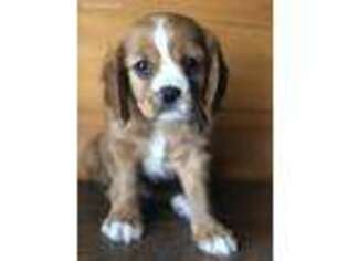 Cavalier King Charles Spaniel Puppy for sale in Conway, MO, USA