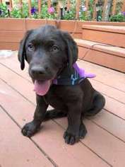 Labrador Retriever Puppy for sale in Colorado Springs, CO, USA