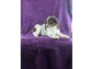 Miniature Australian Shepherd Puppy for sale in Wesley Chapel, FL, USA