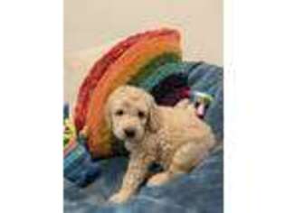 Goldendoodle Puppy for sale in San Marcos, TX, USA