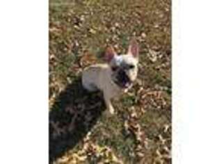 French Bulldog Puppy for sale in Azle, TX, USA