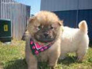 Chow Chow Puppy for sale in Noble, OK, USA