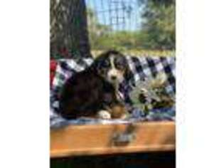 Bernese Mountain Dog Puppy for sale in Wapanucka, OK, USA