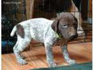 German Shorthaired Pointer Puppy for sale in Saint Charles, MN, USA