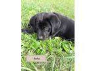Labrador Retriever Puppy for sale in Greenville, VA, USA