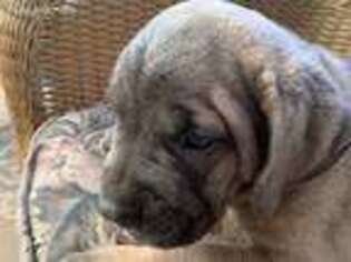 Cane Corso Puppy for sale in Washington, NC, USA