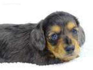 Medium Photo #1 Dachshund Puppy For Sale in Craigville, IN, USA