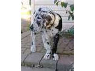 Great Dane Puppy for sale in Southfield, MI, USA