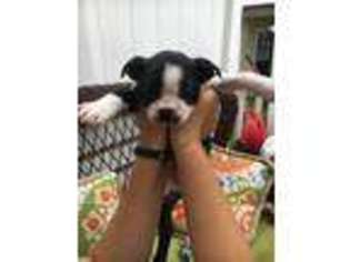 Boston Terrier Puppy for sale in Ellicott City, MD, USA