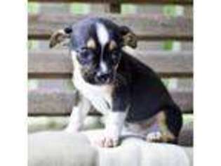 Boxer Puppy for sale in Birmingham, AL, USA