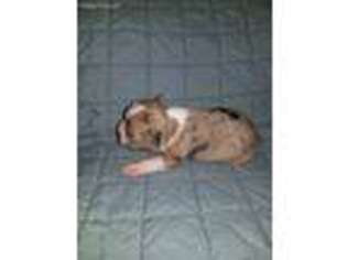 Boston Terrier Puppy for sale in Gatlinburg, TN, USA