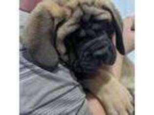 Mastiff Puppy for sale in New Park, PA, USA