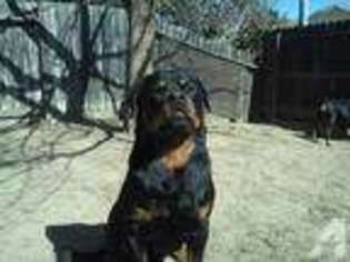 Rottweiler Puppy for sale in SAN LORENZO, CA, USA