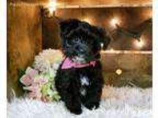 Yorkshire Terrier Puppy for sale in Silver Lake, IN, USA