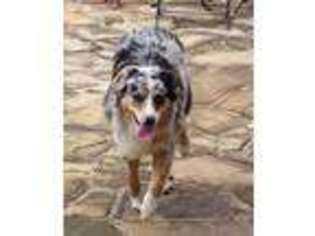 Australian Shepherd Puppy for sale in Denison, TX, USA